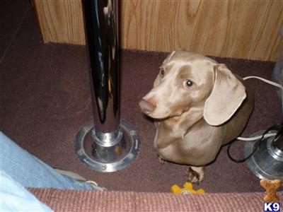 Stud Dogs - Dachshund