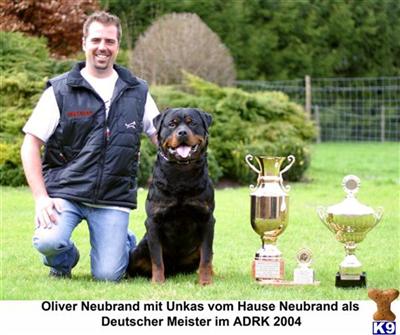 Stud Dogs - Rottweiler