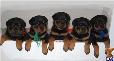 Rottweiler Puppies for Sale
