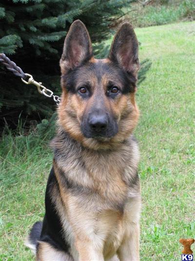 Dogs for Sale in MI
