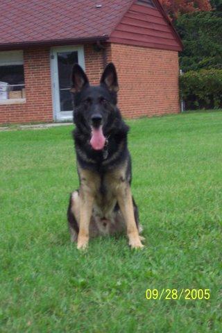 Stud Dogs in MI