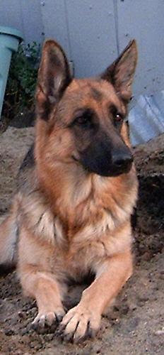 Dogs - German Shepherd
