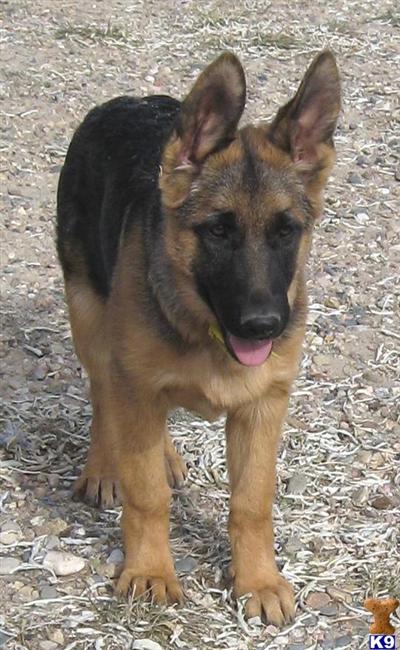 Puppies in WY