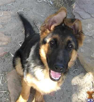 Puppies in WY