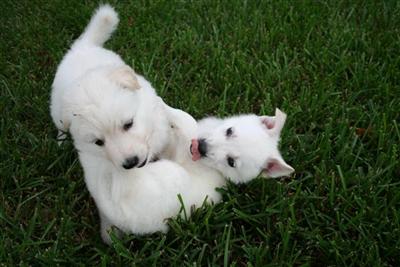 Puppies in SC