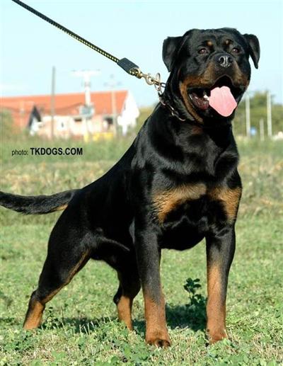 Stud Dogs in SC