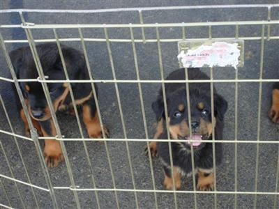 Dogs - Rottweiler