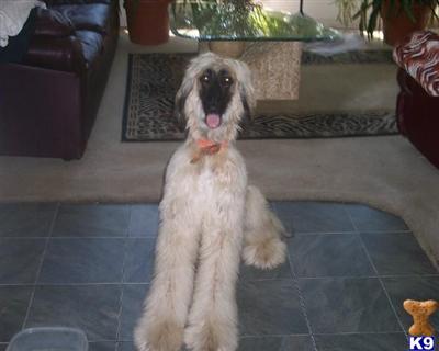 Dogs for Sale in MI