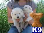 Puppies in MI