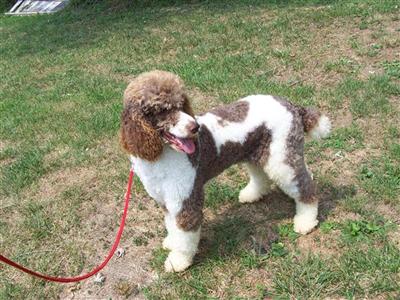 Stud Dogs - Poodle