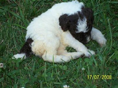 Puppies in MD
