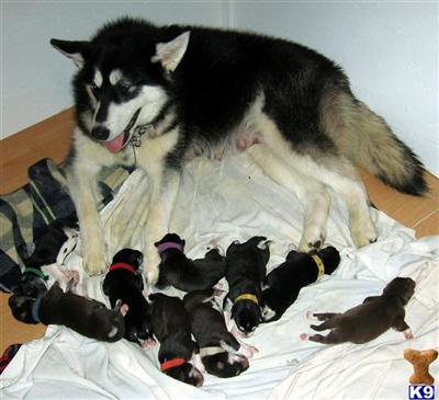Puppies in WA