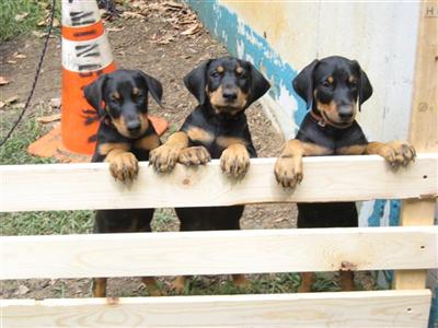 Puppies in NJ