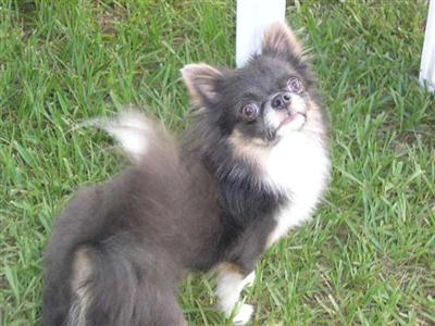 Stud Dogs - Chihuahua