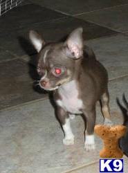 Puppies in FL