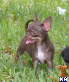 Puppies in FL