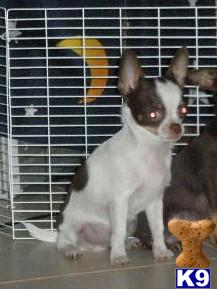 Puppies in FL