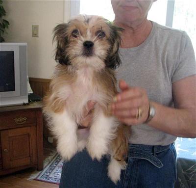 Shih Tzu Puppies for Sale