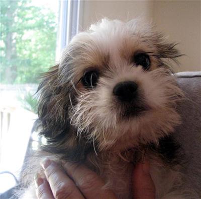 Shih Tzu Puppies for Sale
