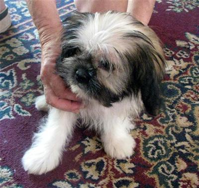 Shih Tzu Puppies for Sale