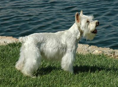 Dogs for Sale in CA