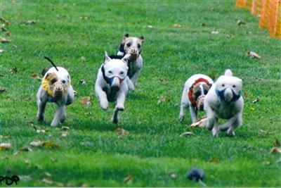 Parson Russell Terrier Puppies for Sale