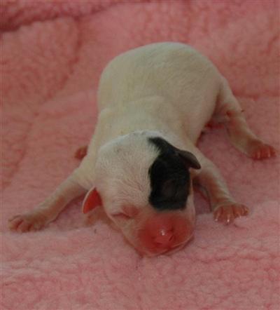 Parson Russell Terrier Puppies for Sale