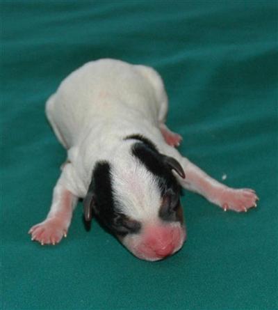 Parson Russell Terrier Puppies for Sale