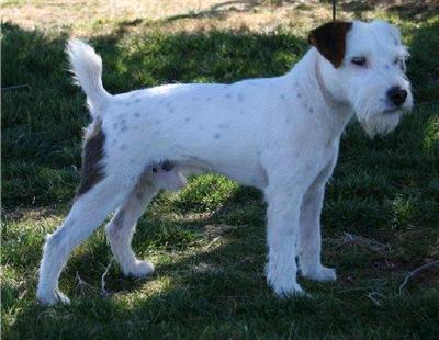 Parson Russell Terrier Puppies for Sale