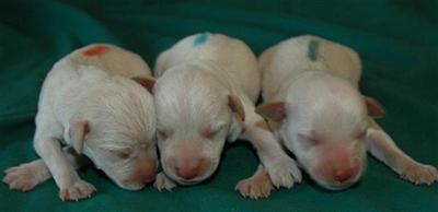 Miniature Schnauzer Puppies for Sale