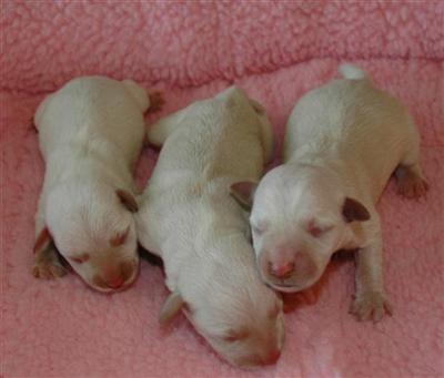Miniature Schnauzer Puppies for Sale