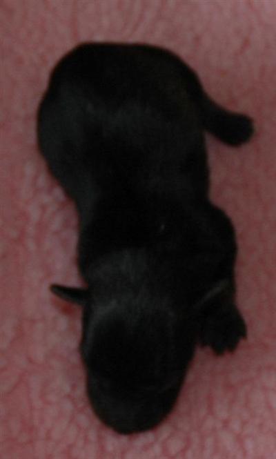 Miniature Schnauzer Puppies for Sale