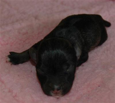 Miniature Schnauzer Puppies for Sale