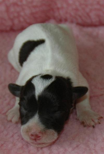 Miniature Schnauzer Puppies for Sale