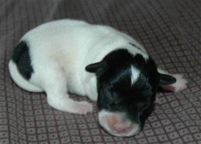 Miniature Schnauzer Puppies for Sale