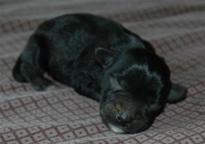 Miniature Schnauzer Puppies for Sale