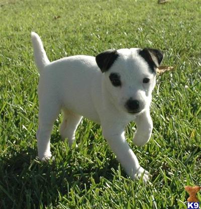 Jack Russell Terrier Puppies for Sale