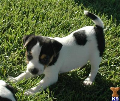 Jack Russell Terrier Puppies for Sale