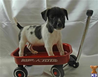 Jack Russell Terrier Puppies for Sale