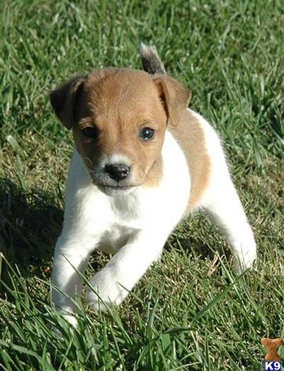 Puppies in CA