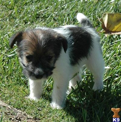 Jack Russell Terrier Puppies for Sale