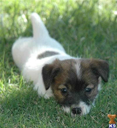 Jack Russell Terrier Puppies for Sale