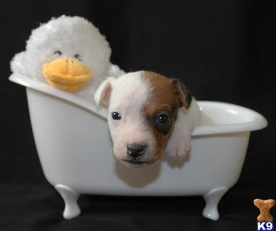 Jack Russell Terrier Puppies for Sale