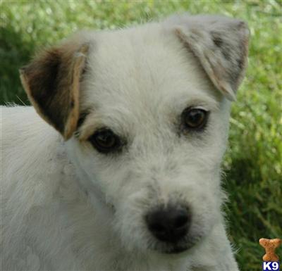 Jack Russell Terrier Puppies for Sale
