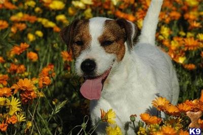 Jack Russell Terrier Puppies for Sale
