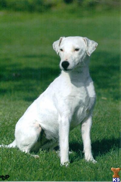 Jack Russell Terrier Puppies for Sale