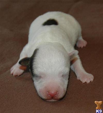 Jack Russell Terrier Puppies for Sale
