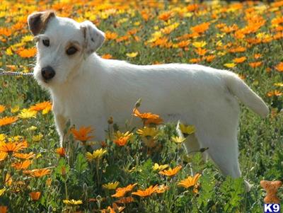 Jack Russell Terrier Puppies for Sale