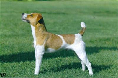 Stud Dogs - Jack Russell Terrier