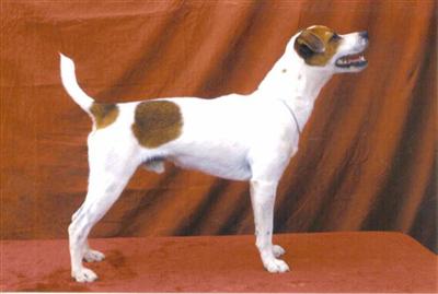 Stud Dogs - Jack Russell Terrier